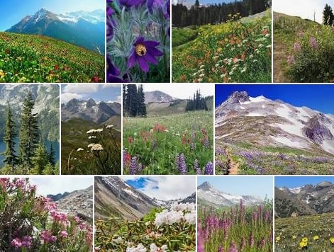#اکوسیستم#کوهستان#حیوانات#اکوسیستم_کوهستان#حیوانات_کوهستان#گیاهان_کوهستان